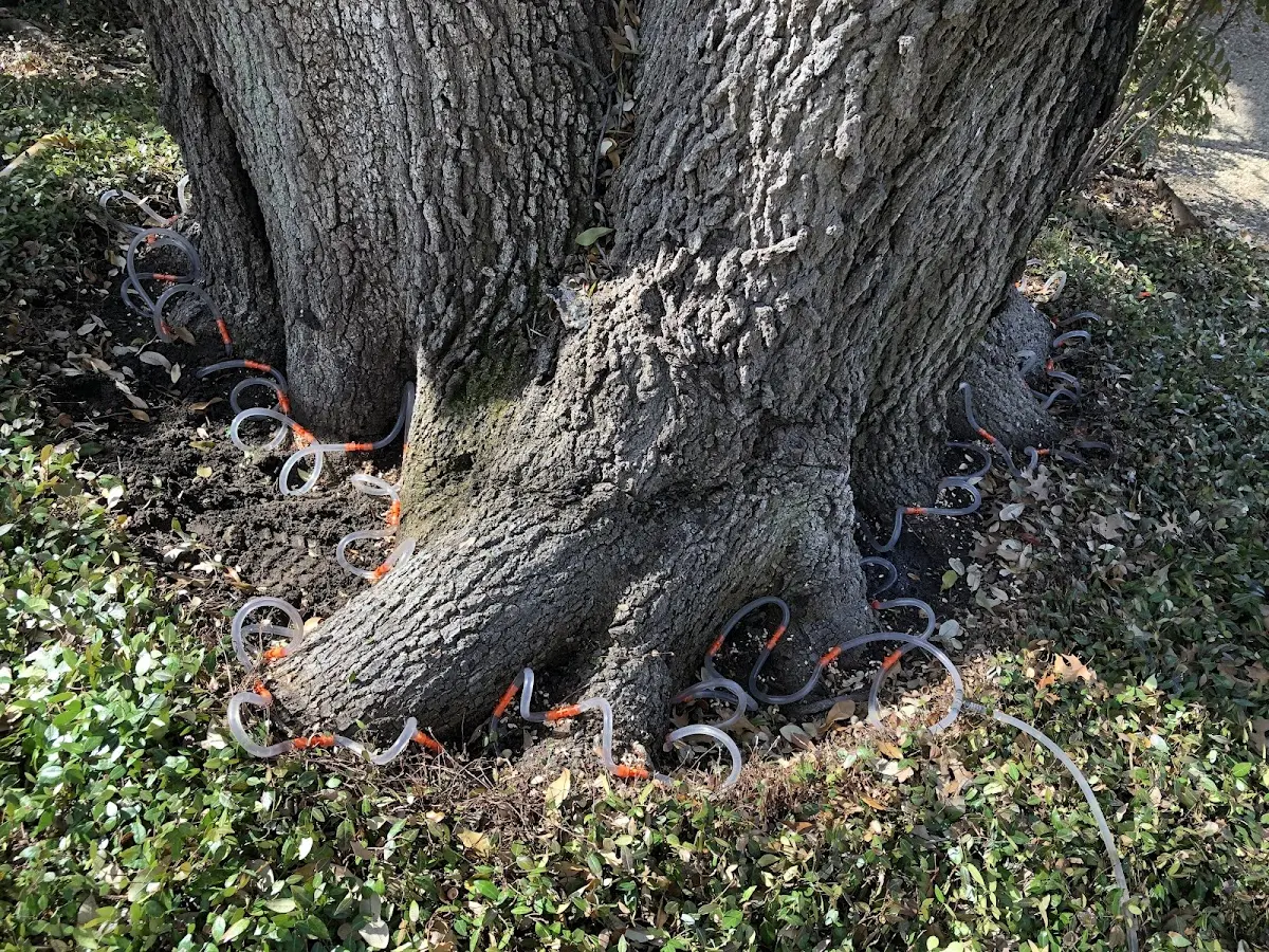 Detailed Tree Cabling and Bracing job site in Hume